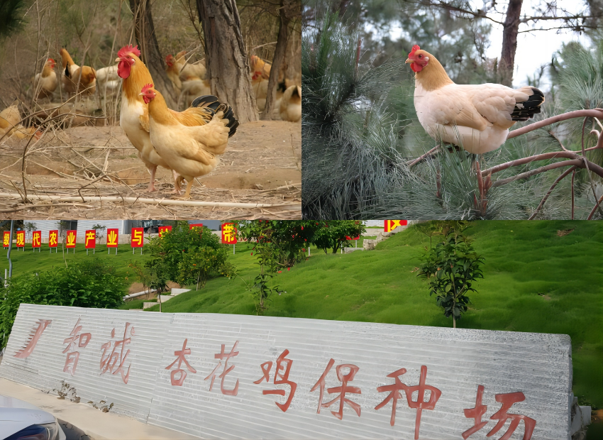 WPS拼图0.png