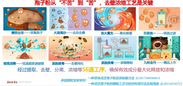 去壁 vs 破壁灵芝孢子粉：从药动学角度看吸收优势